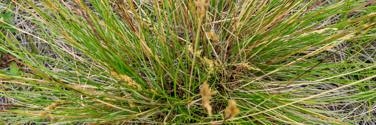 A grass plant growing beside the Letwilc7úl̓ecw trail.