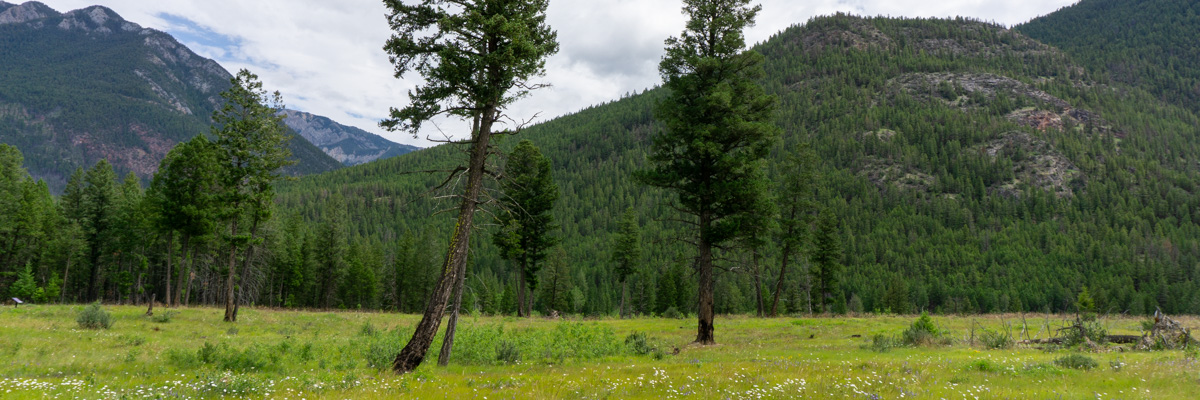 Grasses and shrubs can bee seen growing around the Letwilc7úl̓ecw trail, following prescribed fire and ecosystem restoration work.