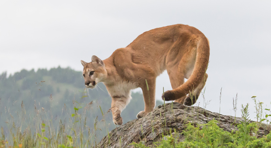 cougar standing on a rock