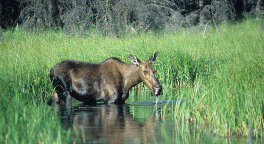 moose in pond