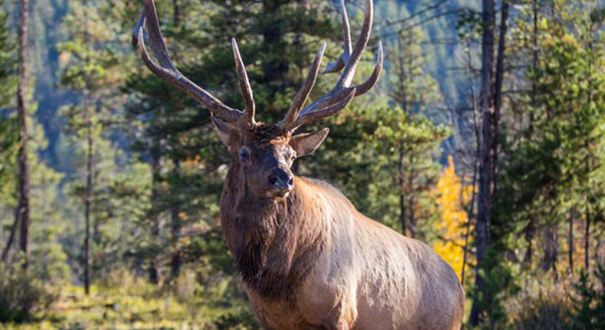 bull elk with antlers