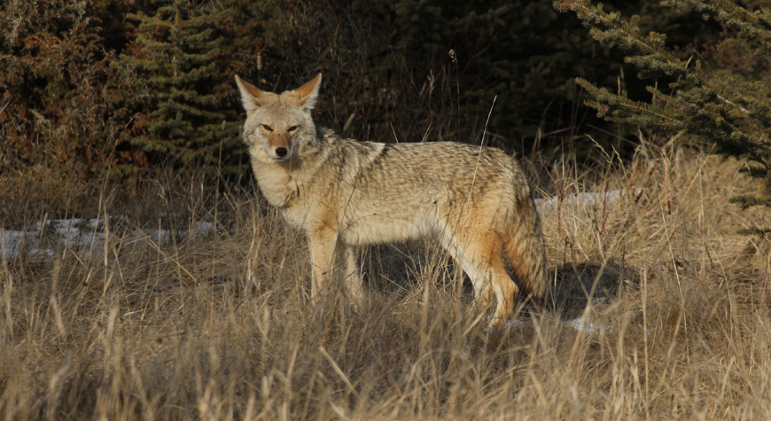coyote standing in the grass