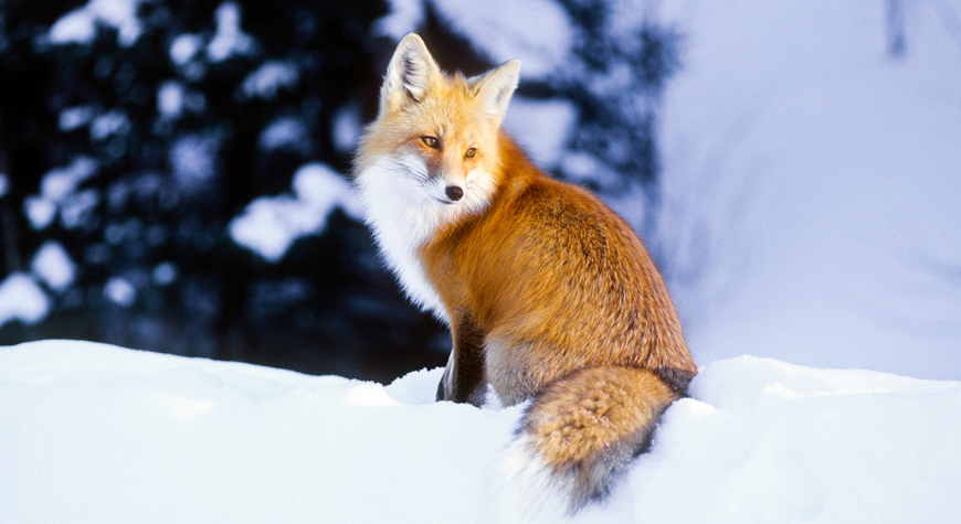 red fox