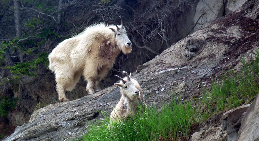 two mountain goats on hillside