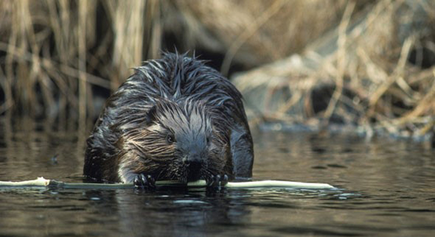 Castor dans l'eau