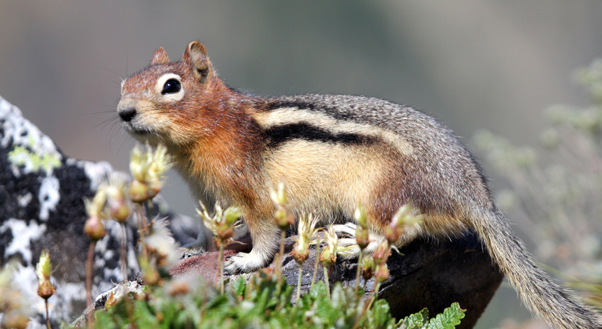 golden mantled ground squirrel close up