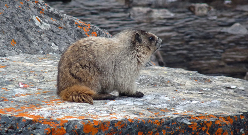 marmot sunning on a rock