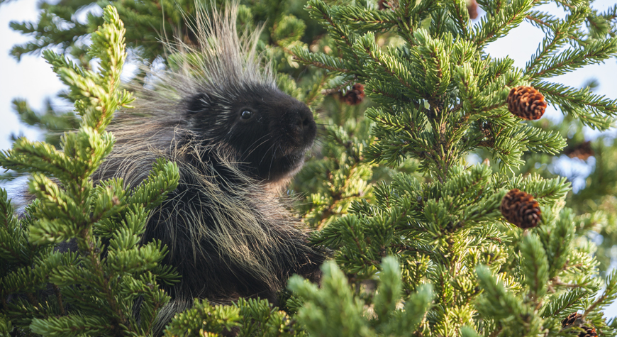 porcupine sitting in a spruce tree