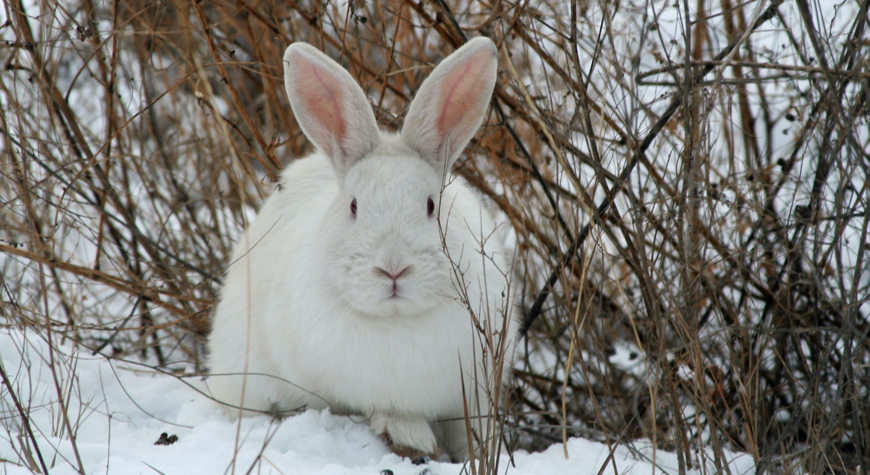 snowshoe hare with winter coat on snow in the willows
