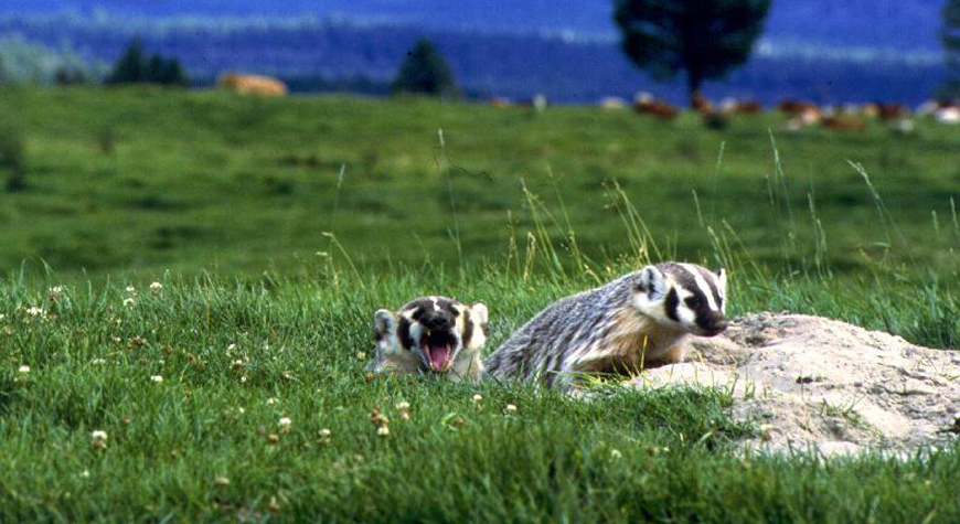two badgers in a field at the entrance to their burrow