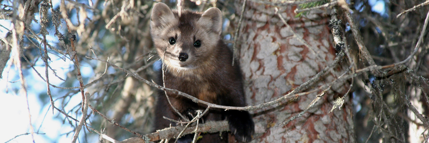 Pine marten