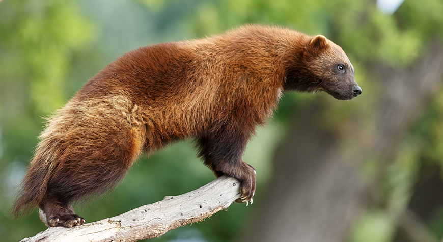 wolverine standing in a tree