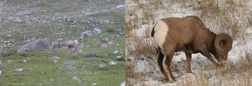 Left image: Bighorn sheep in an alpine meadow. Right image: Male bighorn sheep feeding in winter.