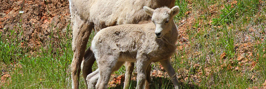 Bighorn lamb standing on grass next to ewe