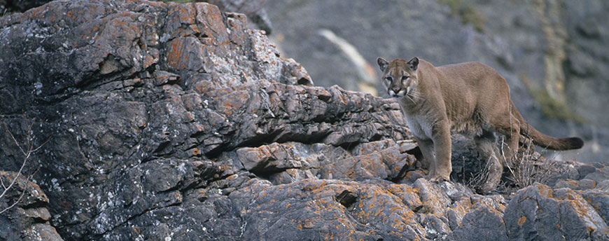 Un couguar adulte debout sur une pente rocheuse.