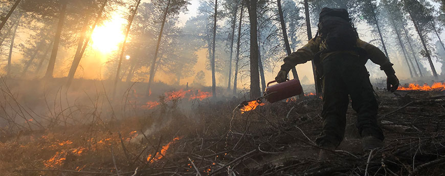 Firefighter ignites a surface fire in thinned area using a hand-held drip torch