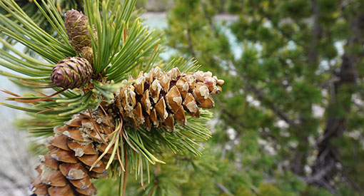 Quatre cônes de pin flexible sur une branche. 