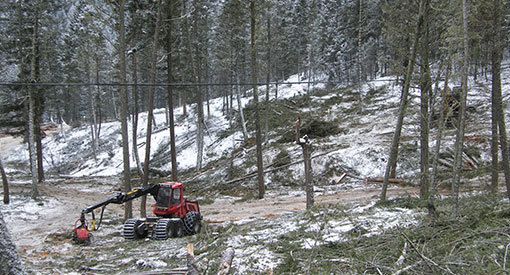 De la machinerie abattant et empilant des arbres dans le secteur Sinclair.