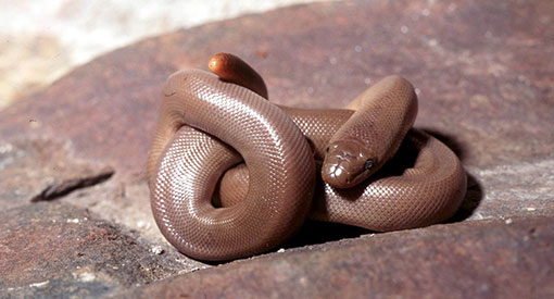 Rubber boa snake curled up on a rock
