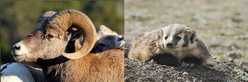 Un mouflon mâle debout devant une mouflonne. Un blaireau d’Amérique sortant de sa tanière.