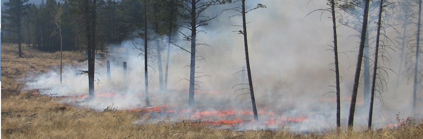 Des graminées sèches en train de brûler sous une forêt claire de douglas verts matures. 