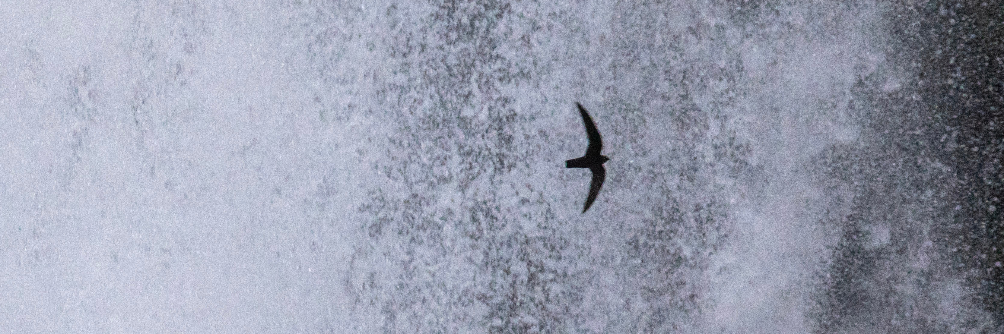 The silhouette of a black swift stands out against a waterfall. 