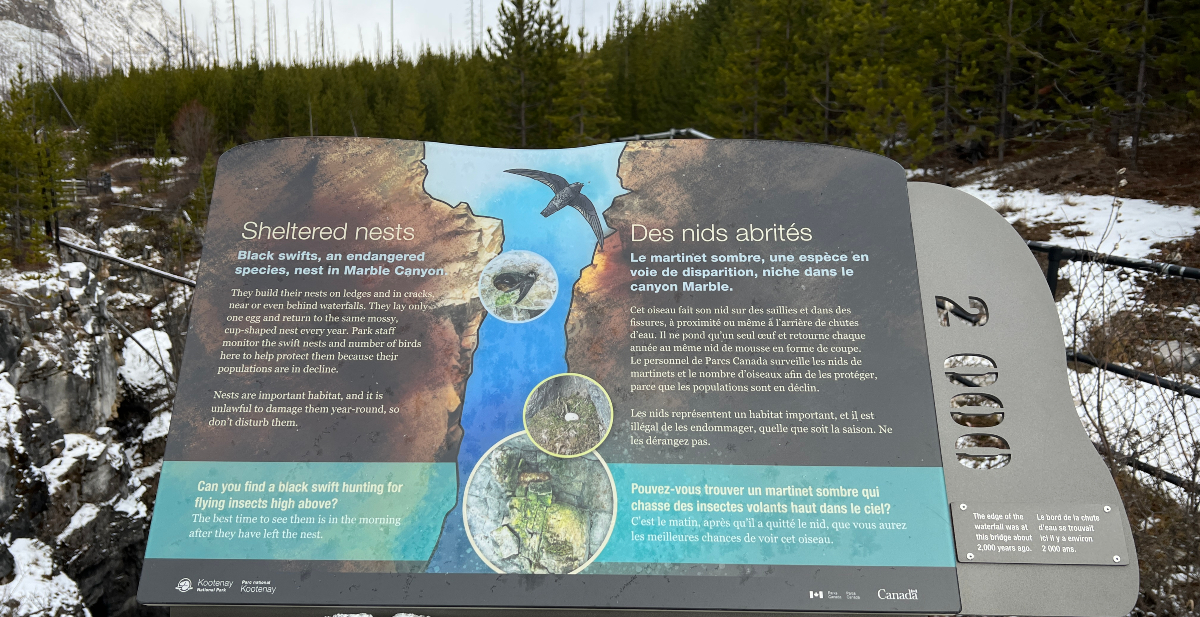 A black swift information panel on the trail around Marble Canyon.