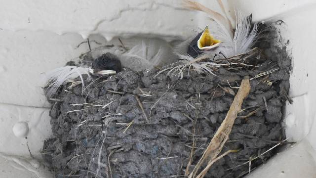 Barn Swallow nest and young credit Ser Amantio di Nicolao creative commons license