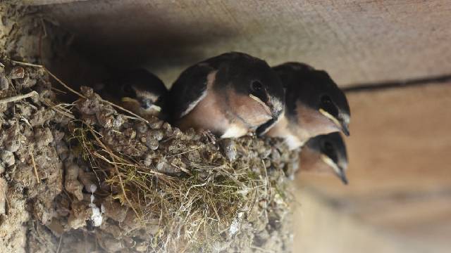 Barn Swallow nest and young credit Ser Amantio di Nicolao creative commons license