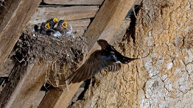 Three barn swallow chicks open their beaks as an adult flies toward their nest.