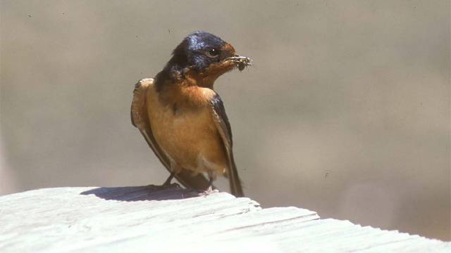 barn swallow young credit Larry Halverson