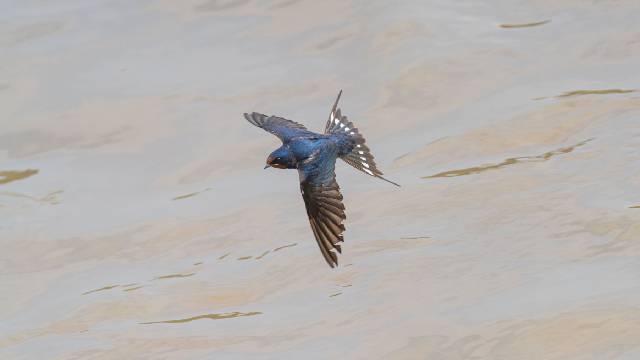 Barn swallow flying over water