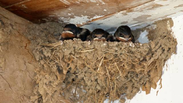 Three barn swallow chicks peek out from a nest under a ledge.