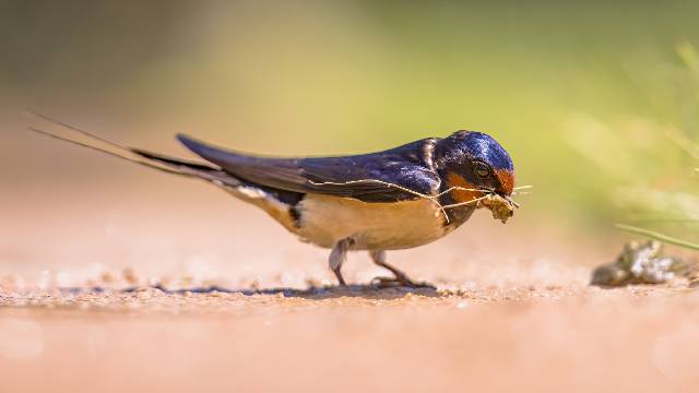A barn swallow lands on the ground with grass and mud in its beak