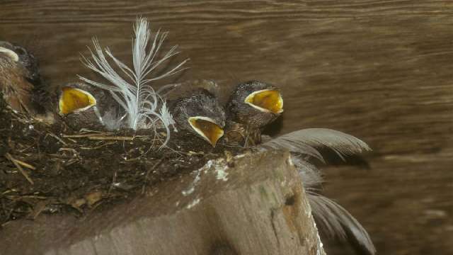 barn swallow young credit Larry Halverson