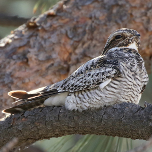 common nighthawk