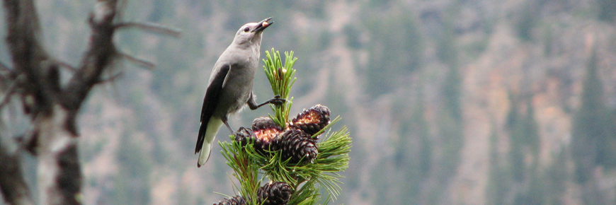 Clark's nutcracker eating whitebark pine seeds