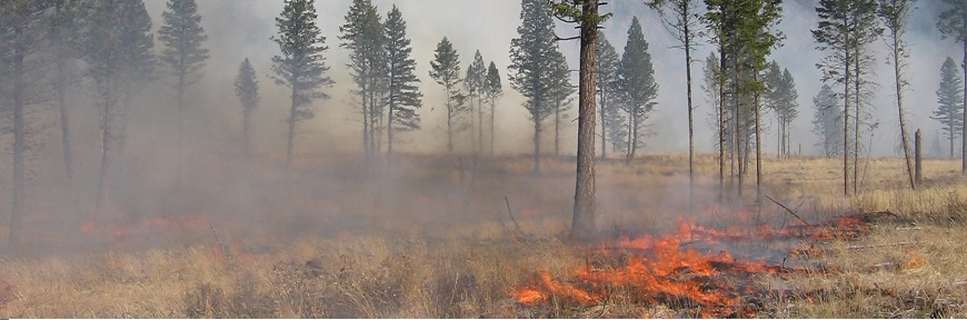 Grass burning under open Douglas fir forest 