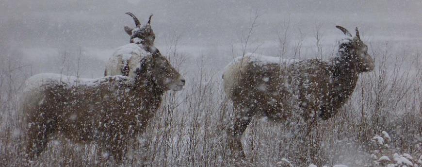 Trois mouflonnes dans une tempête de neige au milieu de la prairie Redstreak. 