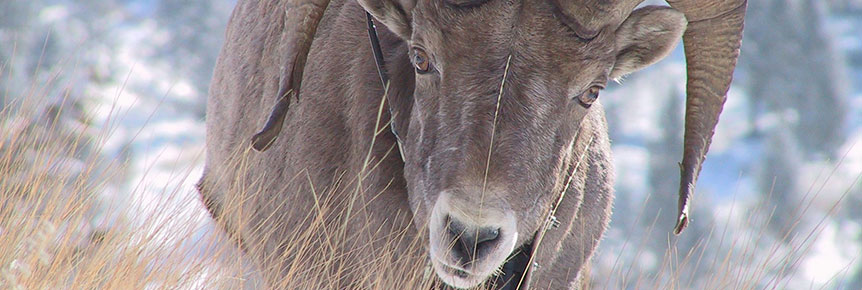 Gros plan d’un mouflon mâle portant un collier émetteur. 