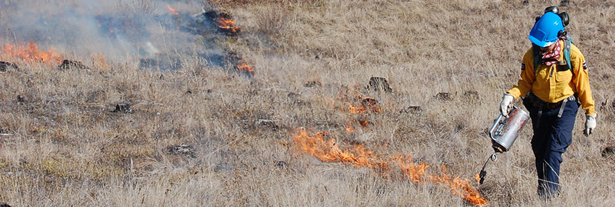 Un pompier se sert d’un lance-flammes portatif pour allumer un feu d’herbe sur une parcelle remise en état. 