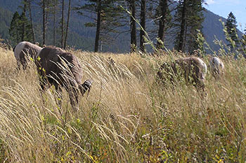 Quatre mouflons mâles broutant dans la prairie.
