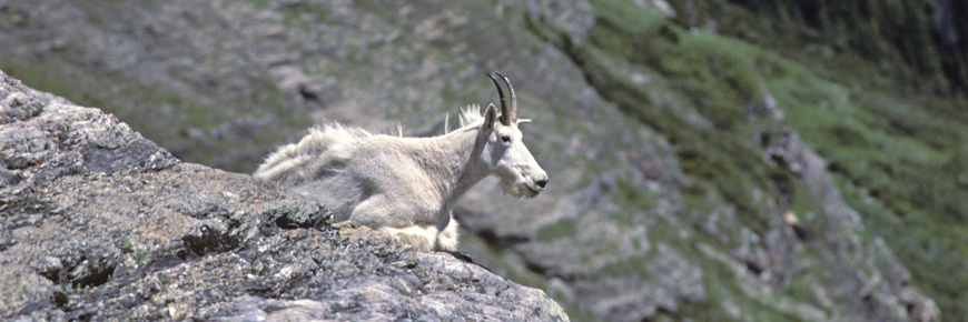 Mountain goat