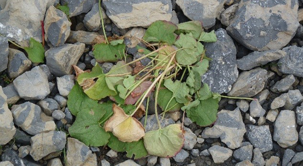 Pika's hay pile of alpine sorrel