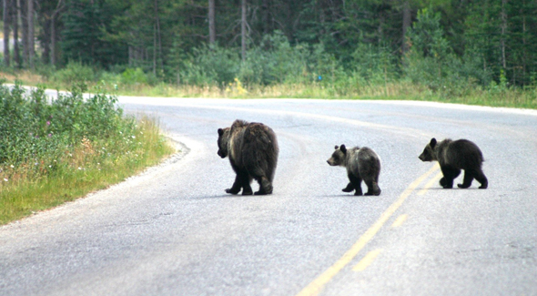 three bears crossing a road