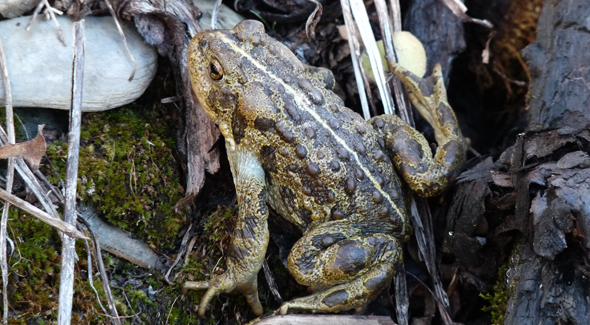 Western toad