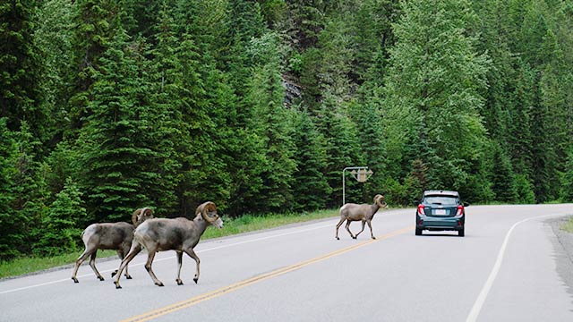 Mouflon d'Amérique traversant l'autoroute