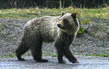 Sub-adult grizzly on Highway 93 South