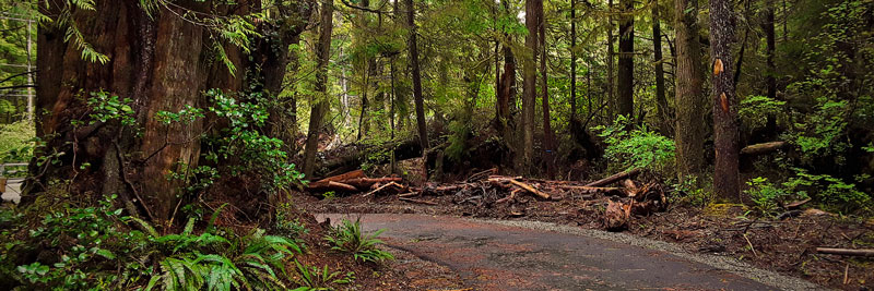 Piste pavée traversant la forêt.