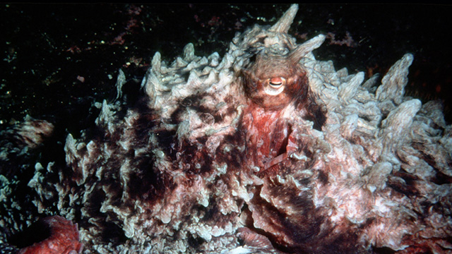 octopus